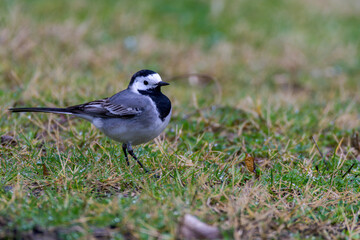 Black backed wagtail