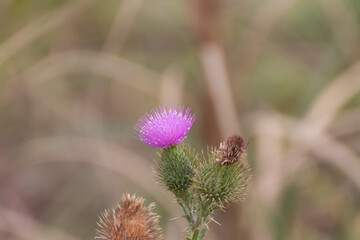 Cardo rosado silvestre