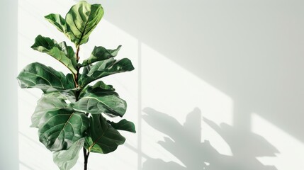 Photo of a fiddle tree on a white background