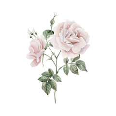 Composition of pink rose hip flowers with buds and leaves, Victorian style rose. Floral watercolor