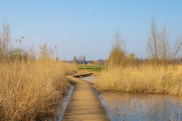 Wooden walk on marsh with mud and reed plant, Nature path in countryside of Holland, Typical Dutch polder and water land, Landscape view between Zelhem and Braamt villages in Gelderland, Netherlands. - obrazy, fototapety, plakaty