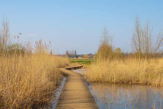 Wooden walk on marsh with mud and reed plant, Nature path in countryside of Holland, Typical Dutch polder and water land, Landscape view between Zelhem and Braamt villages in Gelderland, Netherlands.