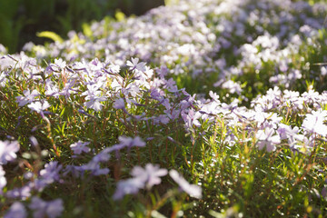 Obraz premium Phlox subulate in the spring garden