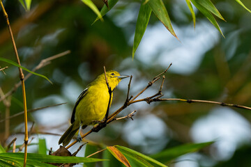 Common Iora or Aegithina Tiphia Yellow Bird in the Park