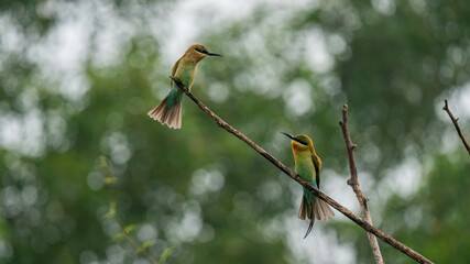beautiful bird Blue tailed Bee eater on a branch.