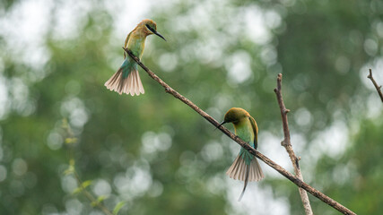 beautiful bird Blue tailed Bee eater on a branch.