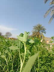 Green Leaves of trifolium alexandrinum or fresh green leaves of Egyptian clover, berseem clover in the garden