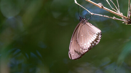 Side view of common crow butterfly sitting on Perch