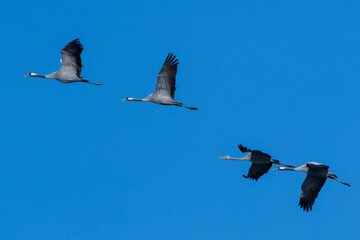 Kranichzug im Herbst 