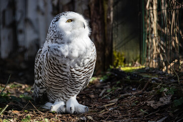 Snowy owl on the ground looking up