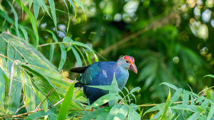 purple swamphen in posing mode