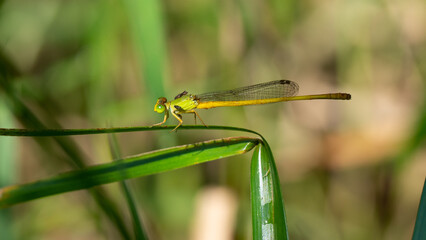 Macro dragonfly on the plant