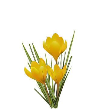 yellow crocus isolated on white