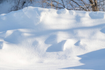 In winter, bushes and tree branches are covered with snow.