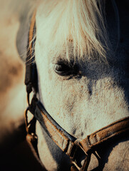 Portrait of a beautiful, light-colored horse grazing in a field . Close-up shot of the animal....