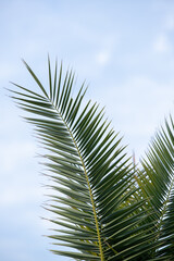 Green palm leaves against the blue sky, tropical paradise background.