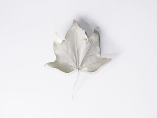 Close-up of an autumn leaf painted white against a white background
