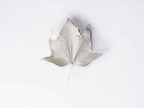 Close-up of an autumn leaf painted white against a white background