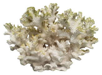 Dried Sea Coral Stone