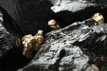 Shiny gold nuggets on wet stones, closeup