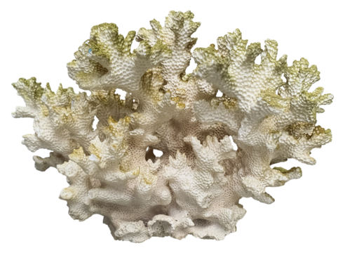 Dried Sea Coral Stone