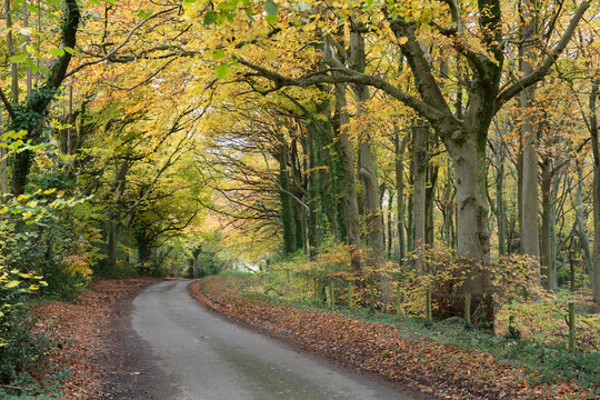 Country road running through autumnal deciduous woodland, Dursley, Cotswolds, Gloucestershire, England, United Kingdom, Europe