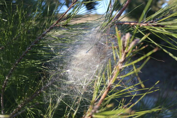 Processionary Caterpillar Nests: Nature's Intricate Structures