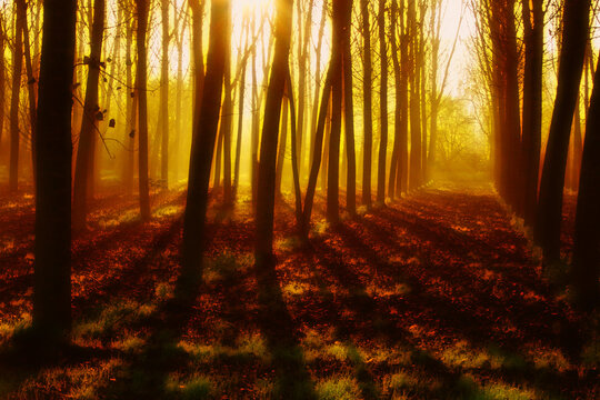 Sunlight streaming through trees in a winter forest, Valmadonna, Alessandria, Piedmont, Italy