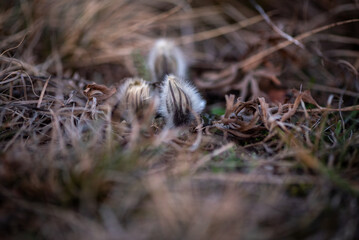White woolly bud of a harbinger of spring blooms. Spring time in the dry meadow. Pasqueflower in...