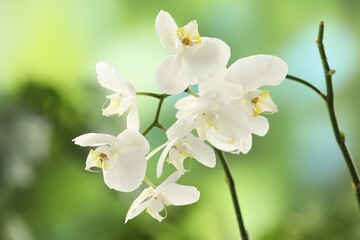 Fototapeta premium Branches with beautiful orchid flowers on blurred background, closeup