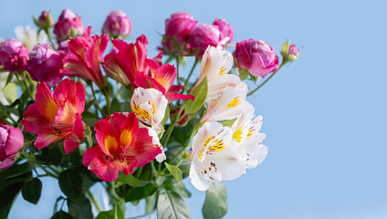 Bright bouquet of white and red alstroemeria and pink roses in glass vase on blue background. Copy space. Close up.