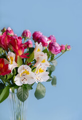 Bright bouquet of white and red alstroemeria and pink roses in glass vase on blue background. Vertical crop. Copy space.