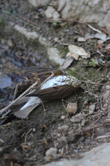 Silent Mourning: Reflections on a Fallen Bird