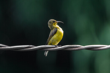 The garden sunbird (Cinnyris jugularis), previously known as the olive-backed sunbird, is a species of passerine bird in the family Nectariniidae