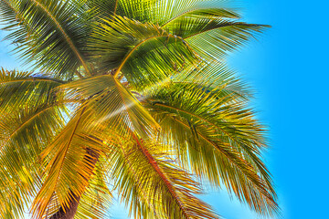 View of the crown of a coconut tree with coconut fruits against a blue sky. Sanya, China