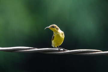 The garden sunbird (Cinnyris jugularis), previously known as the olive-backed sunbird, is a species of passerine bird in the family Nectariniidae
