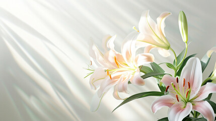 Fototapeta na wymiar Beautiful delicate white-pink lily flowers on a white background. Natural floral background, template for spring summer card, invitation