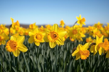 A field of vibrant yellow daffodils swaying gently in a light spring breeze, under a clear blue sky.