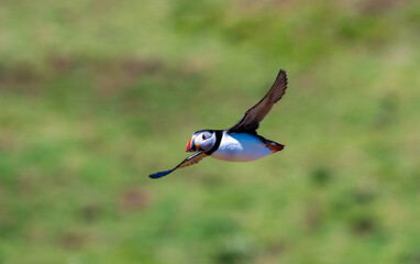 Atlantic puffin or common puffin flying