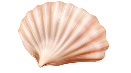  Seashell isolated on transparent background.