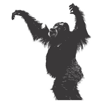 recommend clip art: silhouette orang utan animal full body black color only
