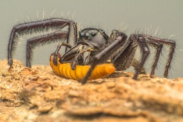 Jumping spiders are a group of spiders that constitute the family Salticidae