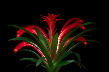 Red Bromeliad and light streaks 