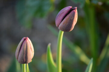 Tulpenblüten – verschiedene Arrangements und Farben