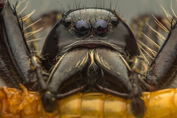 Jumping spiders are a group of spiders that constitute the family Salticidae