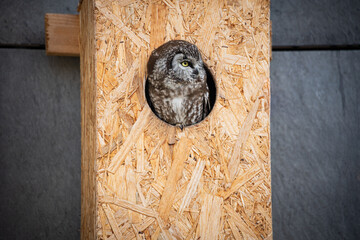 The boreal owl - Tengmalm's owl in the chipboard hole