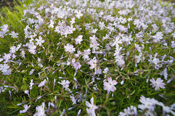 Phlox subulate in the spring garden