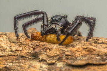 Jumping spiders are a group of spiders that constitute the family Salticidae