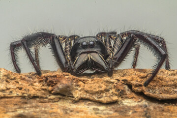 Jumping spiders are a group of spiders that constitute the family Salticidae