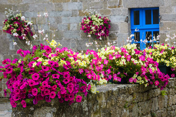 Fototapeta na wymiar Old stone house decorated with colorful petunia flowers in medieval town Moncontour. Brittany, France.